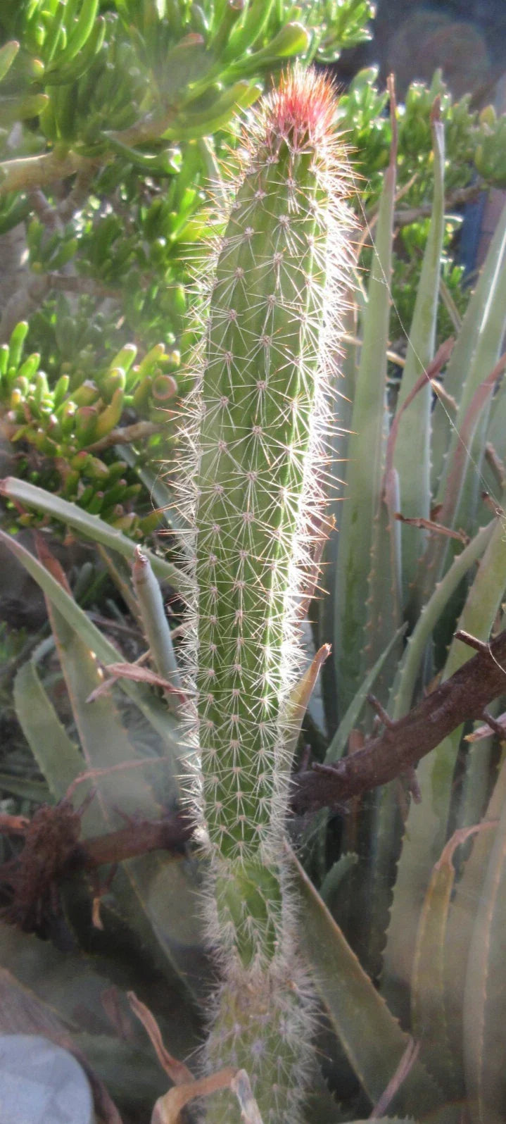 Snake Cactus Tip Cut - 12" Peniocereus serpentinus - Nyctocereus serpentinus - Unique Desert Plant Propagation