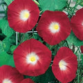 Red Morning Glory Seeds - 100 Pack - Ipomoea coccinea - Vibrant Garden Flowers