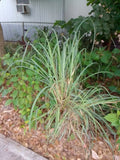 Live Lemongrass Stalks - 7 Healthy Herb Plants for Tea - Cymbopogon citratus - Bug Resistant
