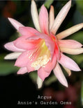Epiphyllum Cuttings - Unrooted 8-10 inches - Argus Variety - Epiphyllum spp.