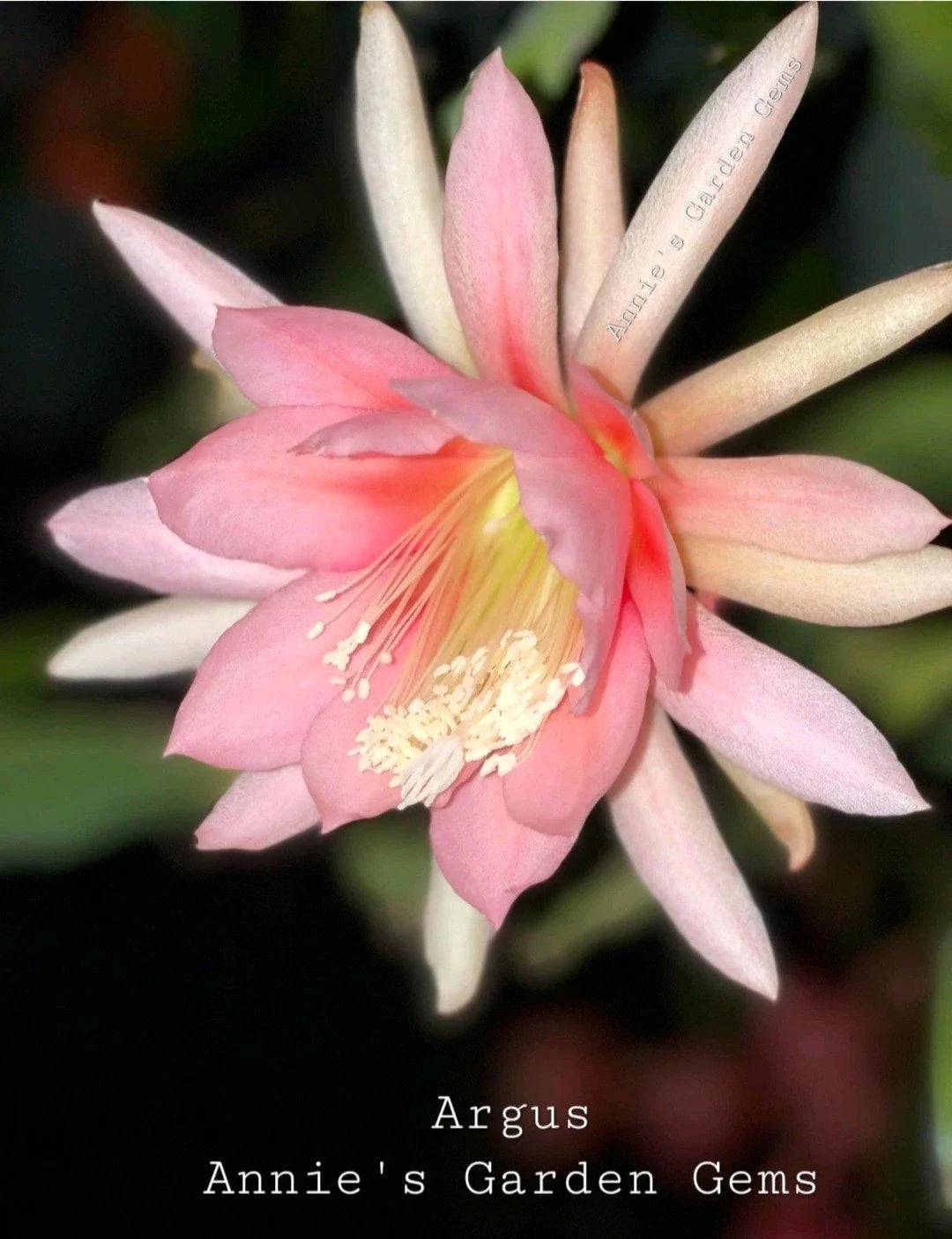 Epiphyllum Cuttings - Unrooted 8-10 inches - Argus Variety - Epiphyllum spp.