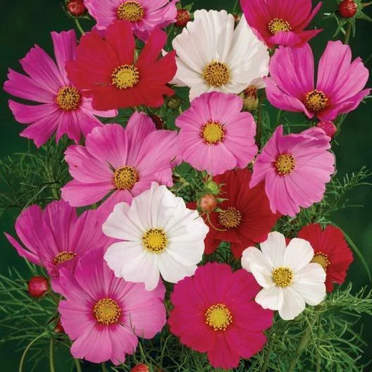 Cosmos Seeds Bulk Pack - Tall Mix Non-GMO - 500 Seeds - Cosmos bipinnatus