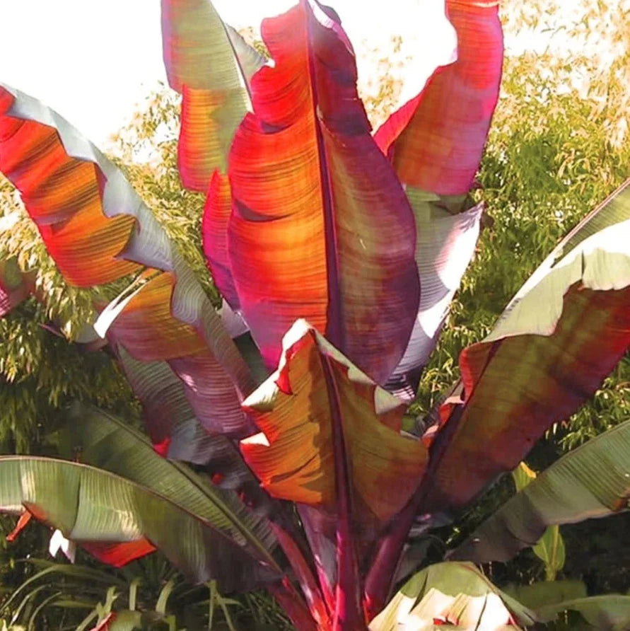 Live Red Banana Plant – 6–8" Tall – Rooted Ensete Maurelii – Tropical Indoor Plant for Home or Garden