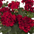 Double Red Geranium Seeds - 10 Perennial Flower Seeds for Hanging Baskets - Pelargonium zonale