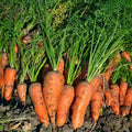Royal Chantenay French Carrot Seeds - NON-GMO Heirloom Fresh Vegetable Seeds - Daucus carota