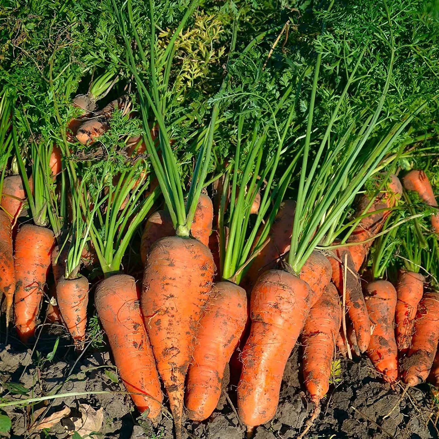 Royal Chantenay French Carrot Seeds - NON-GMO Heirloom Fresh Vegetable Seeds - Daucus carota