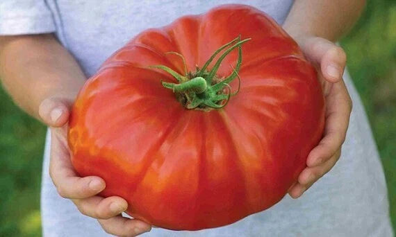 Mortgage Lifter Tomato Seeds - 30+ Heirloom Organic Non-GMO - Large Variety - Solanum lycopersicum