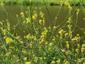 Black Mustard Seeds - Heirloom Non-GMO Garden Seed Pack - Brassica nigra - Tracking Included