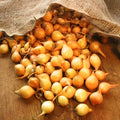 Stuttgarter Onion Sets for Planting - Bulb Variety, 1 lb - Allium cepa
