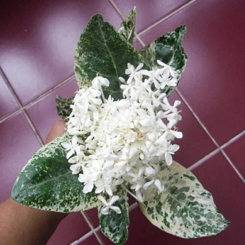 Thai Snow Ixora Rooted Starter Plant, Variegated White Flowers, Ixora 'Thai Snow'