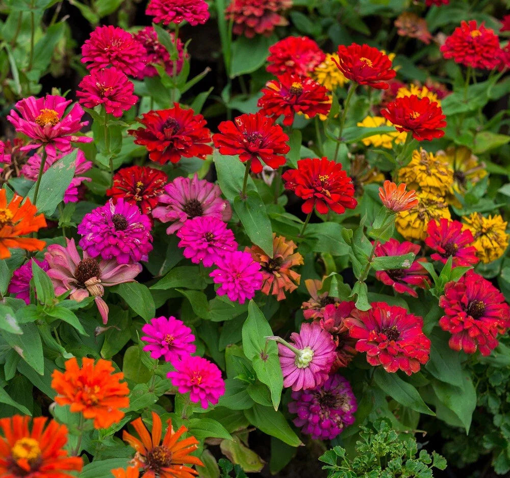Zinnia Flower Seed Mix - Non-GMO Heirloom Fresh Flower Seeds - Colorful Annuals for Vibrant Gardens
