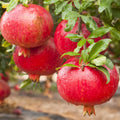 Pomegranate Plant 3" Pot Afganski Variety Rooted Punica granatum