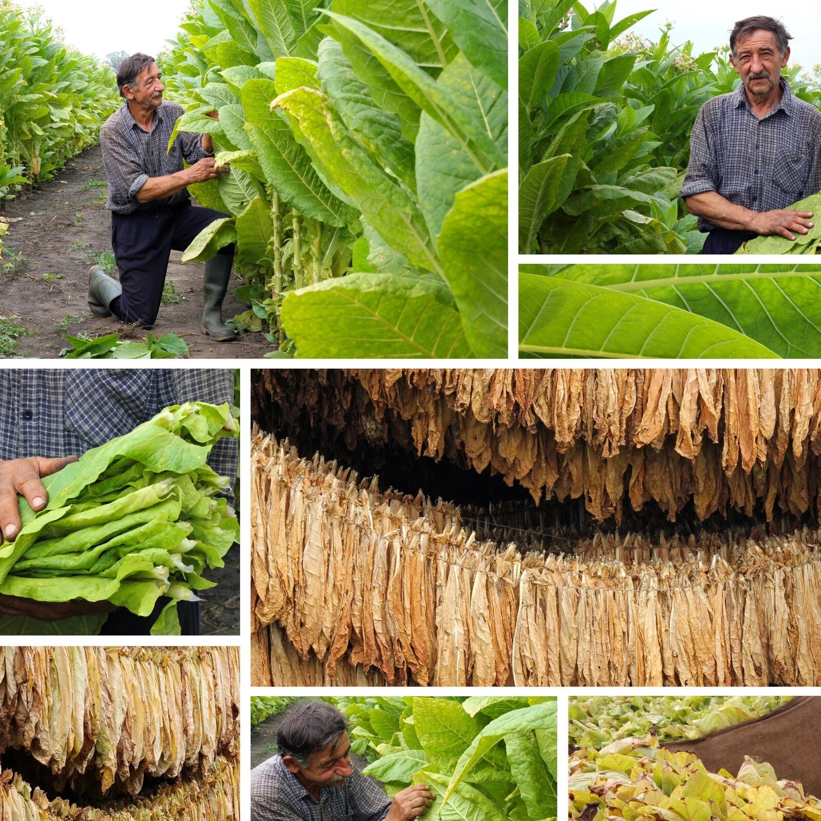 Burley Tobacco Seeds - 1500 Count - TN90 Variety - Nicotiana Tabacum - Tennessee Grown