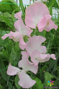 Patricia Marilyn Sweet Pea Seeds - 50+ Seeds for Garden Planting - Lathyrus odoratus - USA