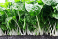 Fordhook Giant Swiss Chard Seeds - 35 to 125 Count - Heat Tolerant Heirloom Salad Greens - Beta vulgaris subsp. cicla