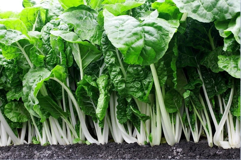 Fordhook Giant Swiss Chard Seeds - 35 to 125 Count - Heat Tolerant Heirloom Salad Greens - Beta vulgaris subsp. cicla