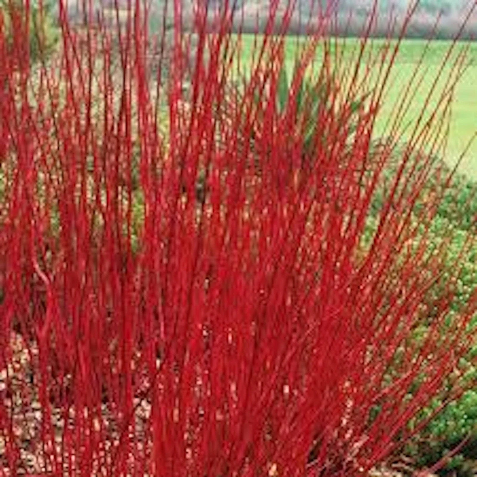 Red Twig Dogwood Shrub Live Plant 12-18in Bare Root - Cornus sericea - 5 Pack of Vibrant Red Stems for Hedges and Borders
