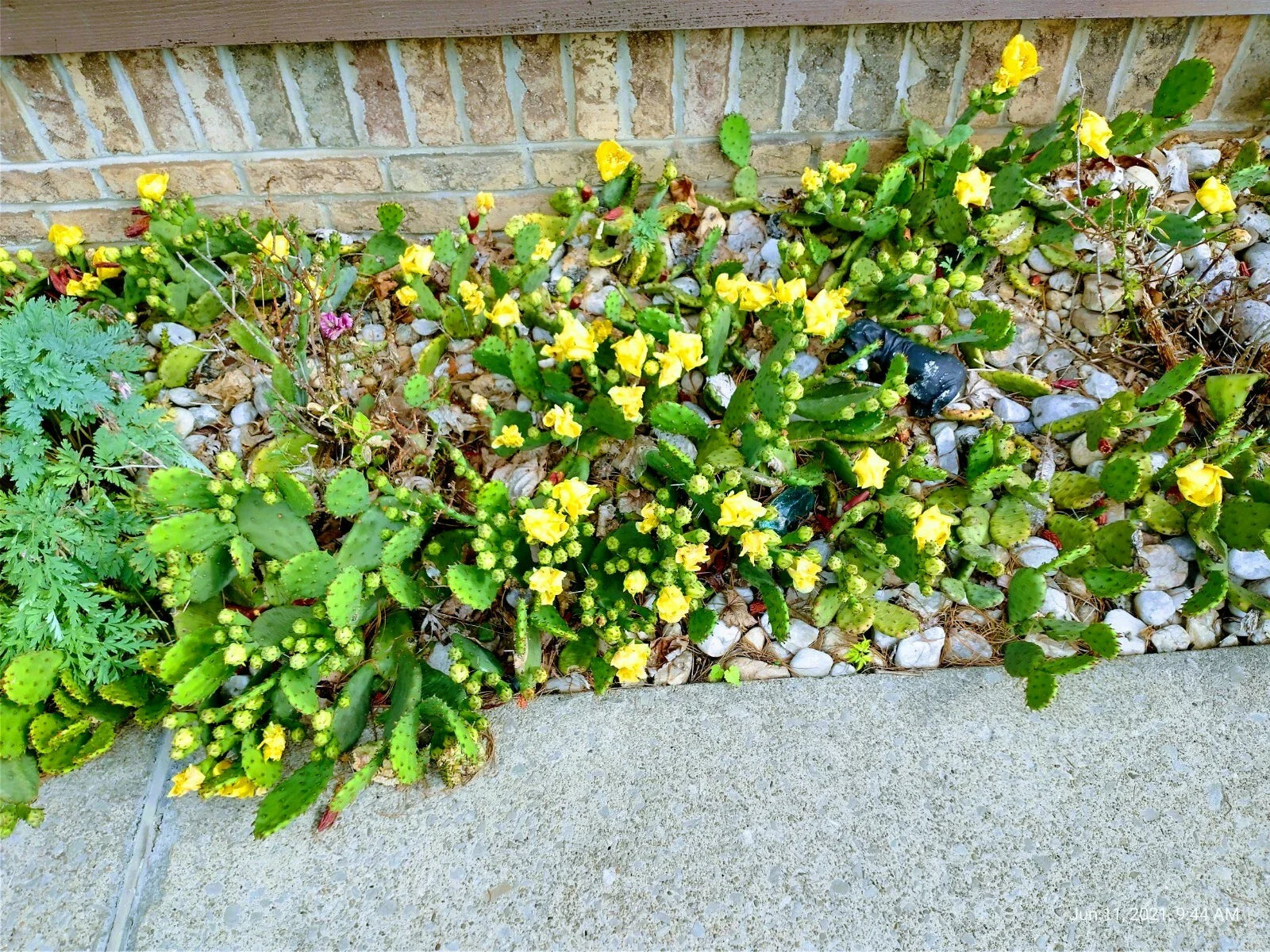 Prickly Pear Cactus 10 Pads with Yellow Flowers - Winter Hardy Cacti (Opuntia)