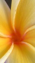 Hawaiian Mellow Plumeria Plants - 10+ White Yellow Pink Frangipani - Temple Tree, Tropical Garden Favorites