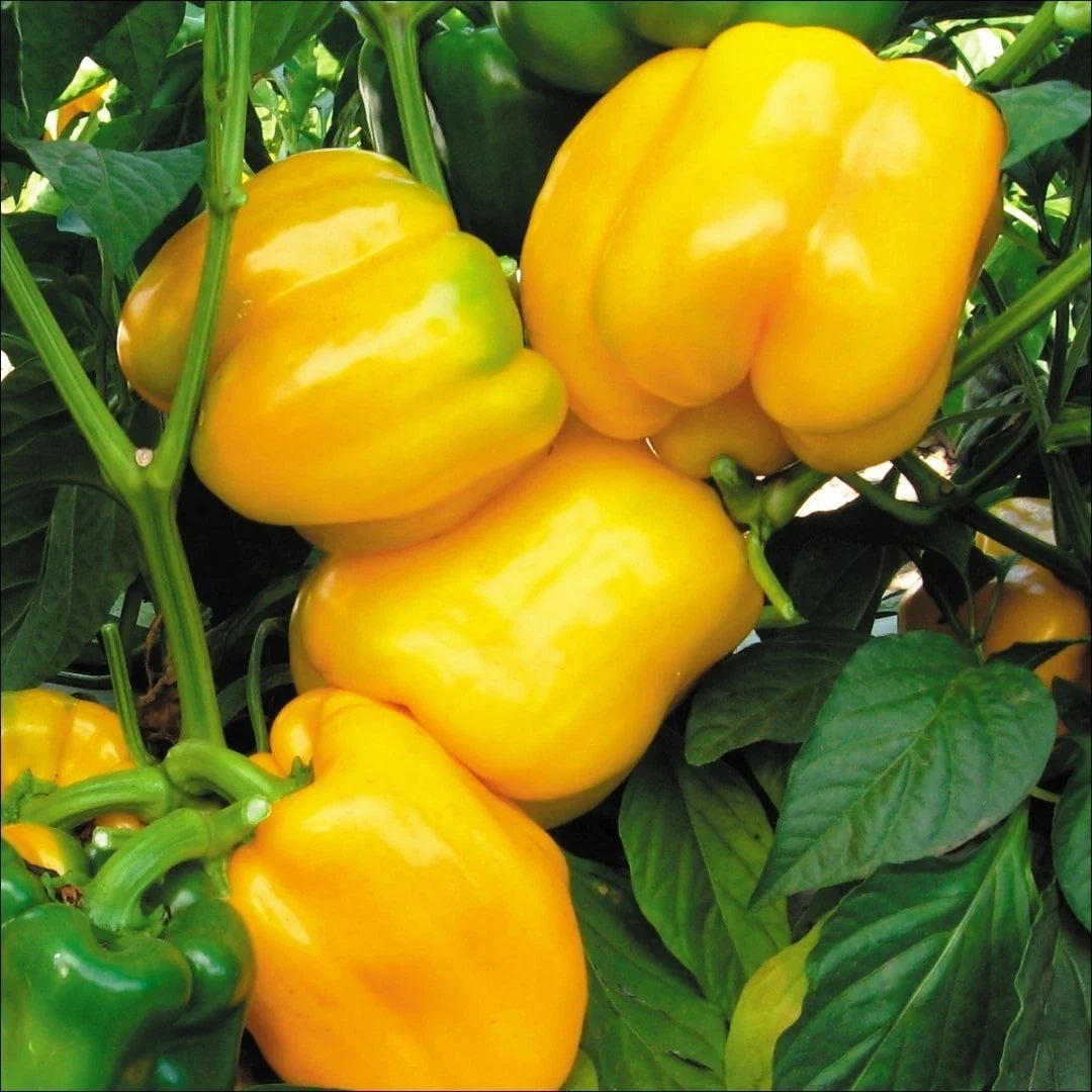 Canary Yellow Sweet Bell Pepper Seeds, NON-GMO Heirloom, Various Sizes, Capsicum annuum, Free Shipping