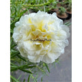 Unrooted Cuttings - SPEARMINT Color - Portulaca grandiflora - Succulent Plant Cuttings for Gardening and Propagation