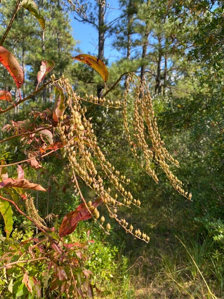 Sourwood Seeds - Lily of the Valley Variety - Oxydendrum arboreum - Ideal for Honey Bees
