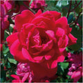 Rose Bush Cuttings 6" KNOCK OUT RED Unrooted Live Flowering Shrub Rosa spp.