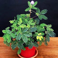 Dwarf Mimosa Pudica Seeds - Sensitive Plant Tropical Houseplant Flower Seeds - Easy to Grow Indoor Garden