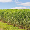 Switchgrass Seeds - 1000+ Count - Native Ornamental Perennial - Panicum virgatum - Fast Growing, Easy to Grow