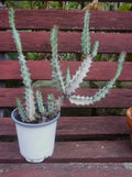 Euphorbia Greenwayi Medusoid Succulent Plant - 3 Year Branched Spurge Specimen - Unique Green Foliage