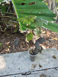 Cranberry Hibiscus Live Plant - Larger Size - Edible Rosella - Acetosella - Florida Grown