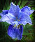 Siberian Iris Starter Plants Set of 3, Well-Rooted, Iris sibirica, Perennial Garden Blooms