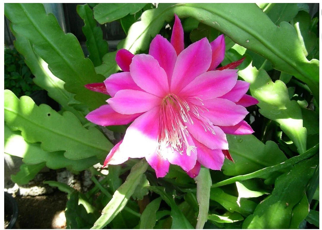 Pink Epiphyllum Orchid Cactus Plant - Queen of the Night, Oxypetalum Cereus - Live Indoor Flowering Plant