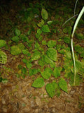 Organic Red/Black/Mulberry Rooted Tree 1 Year Old 10"-14" Edible Fruit & Leaves, Morus spp.