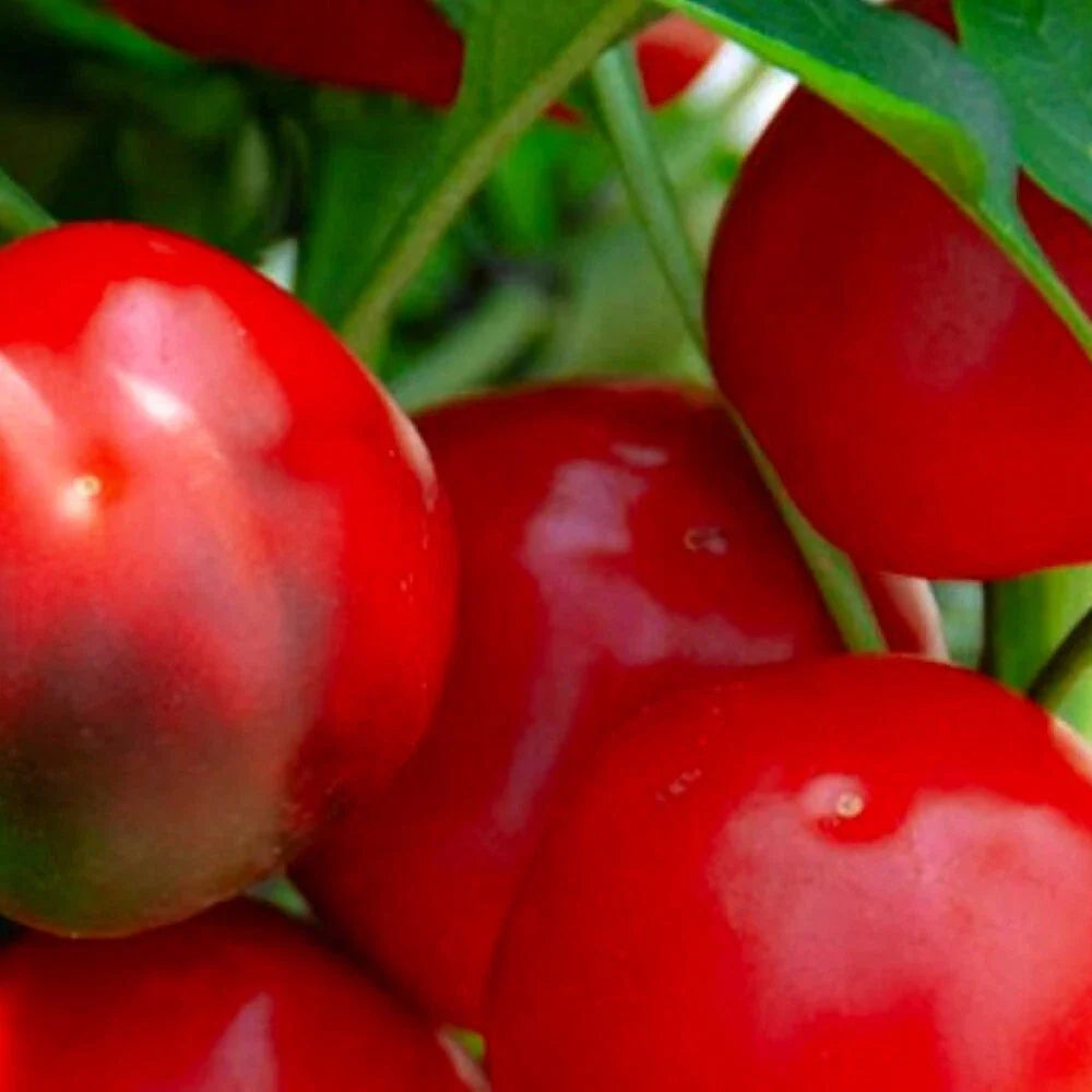 Red Cherry Sweet Pepper Seeds | NON-GMO Heirloom | Fresh Garden Seeds | Capsicum annuum