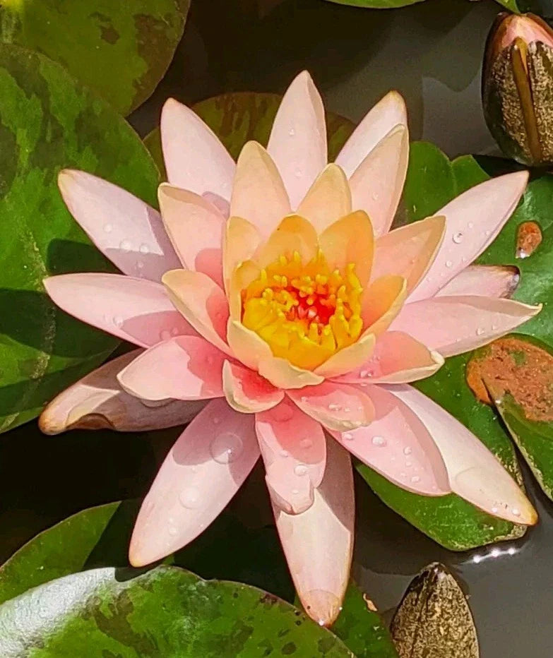 Water Lily Plant with Peach Orange Blooms - Koi Pond Flower Root (Nymphaea)