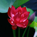 Red Lotus Seeds - 5 Pack - Nelumbo nucifera - Hardy Tropical Flowering Blooms