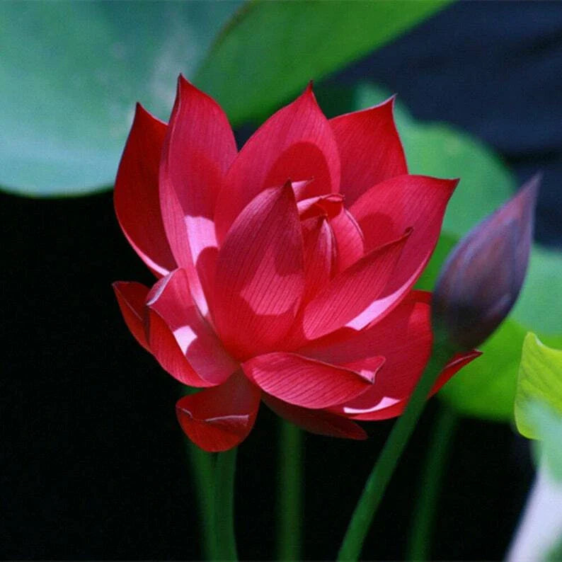 Red Lotus Seeds - 5 Pack - Nelumbo nucifera - Hardy Tropical Flowering Blooms