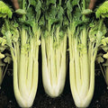 Golden Pascal Celery Seeds | Heirloom Non-GMO | Organic Vegetable Seeds | Apium graveolens