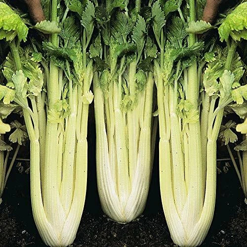 Golden Pascal Celery Seeds | Heirloom Non-GMO | Organic Vegetable Seeds | Apium graveolens