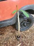 XL Rooted Plumeria Live Plant Cutting 31" White Yellow Flowering Plumeria obtusa