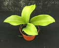 Hoya Dr. IBOK Hybrid Rooted Plant 3" Pot