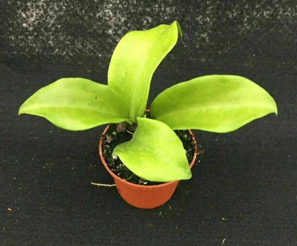 Hoya Dr. IBOK Hybrid Rooted Plant 3" Pot