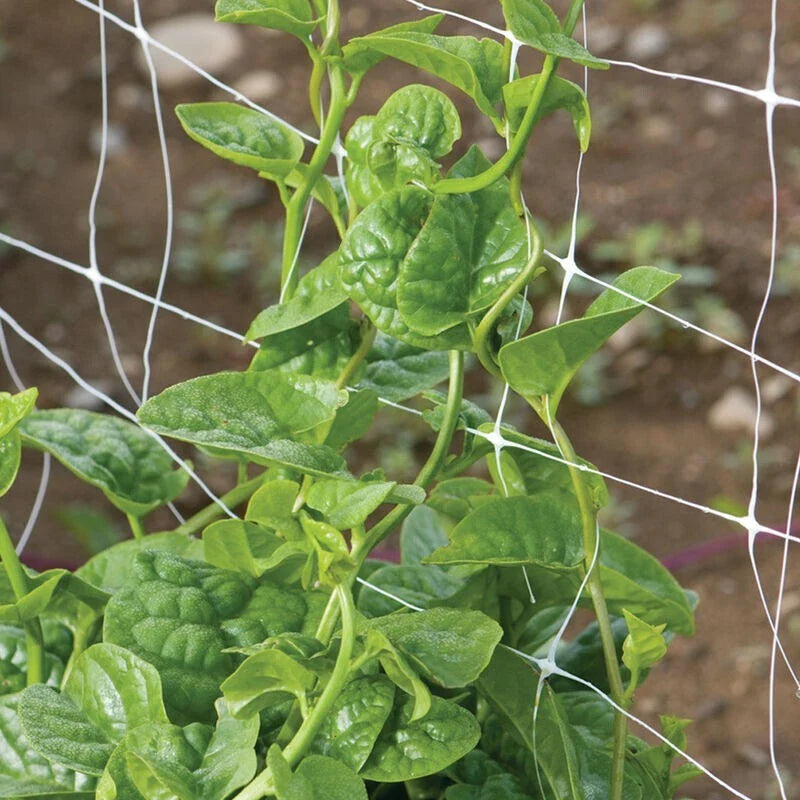 Green Malabar Spinach Seeds - 50 Non-GMO Specialty Seeds - Basella rubra - Edible Leafy Vegetable Plant