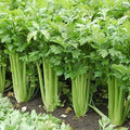 Giant Golden Pascal Celery Seeds | Heirloom Non-GMO | Organic Vegetable Seeds | Apium graveolens