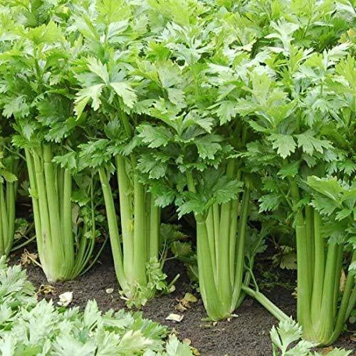 Giant Golden Pascal Celery Seeds | Heirloom Non-GMO | Organic Vegetable Seeds | Apium graveolens