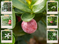 Natal Plum Seeds - 10 Pack | Edible Fruit Bush Shrub, Carissa grandiflora, USA Seller