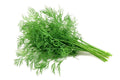 Dill Seeds 200+ Count | Grow Tasty Herb | Anethum graveolens