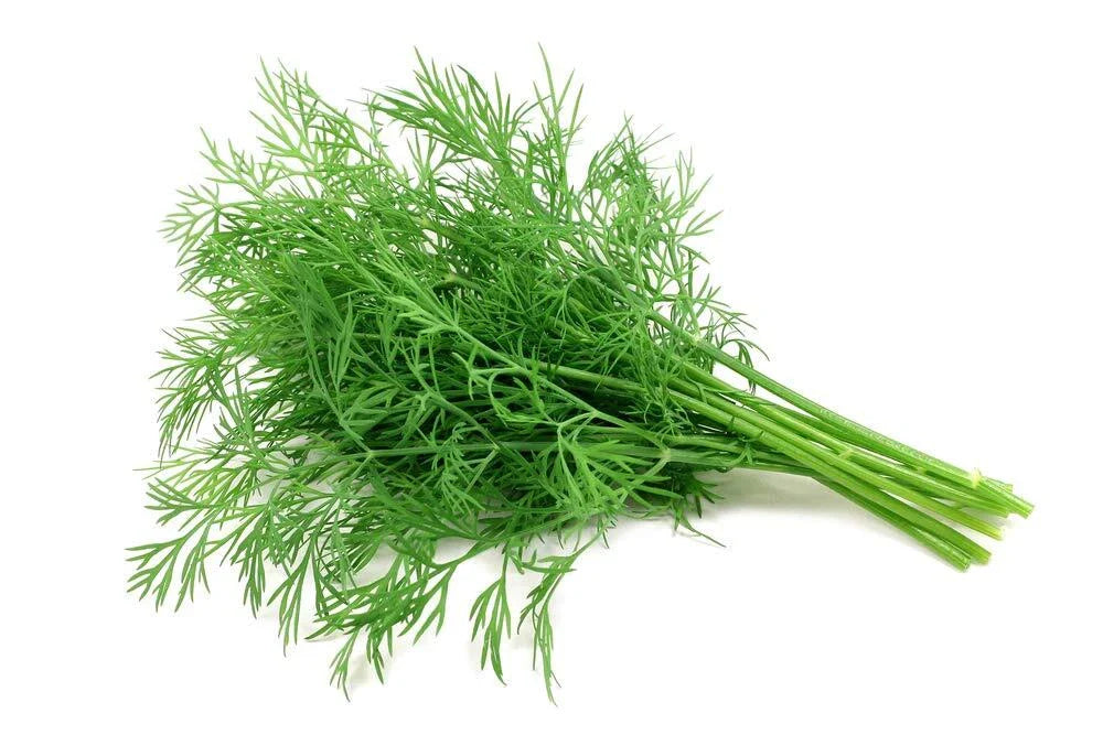 Dill Seeds 200+ Count | Grow Tasty Herb | Anethum graveolens