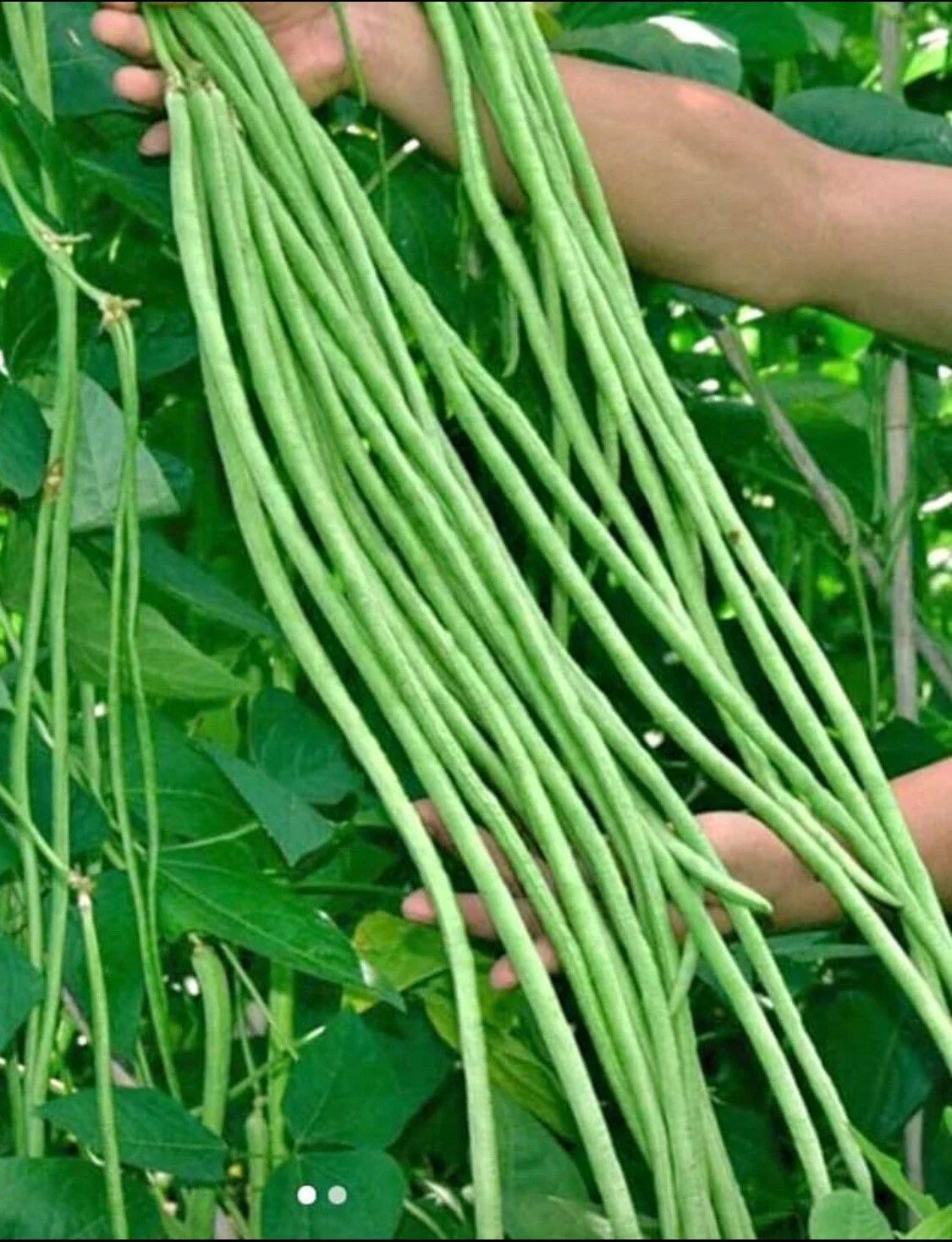 Green Yard Long Bean Seeds - 15 Non-GMO Asian String Beans - Sitaw (Vigna unguiculata)